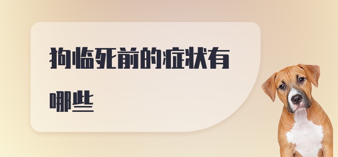 狗临死前的症状有哪些