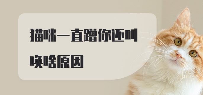 猫咪一直蹭你还叫唤啥原因