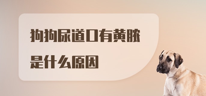 狗狗尿道口有黄脓是什么原因