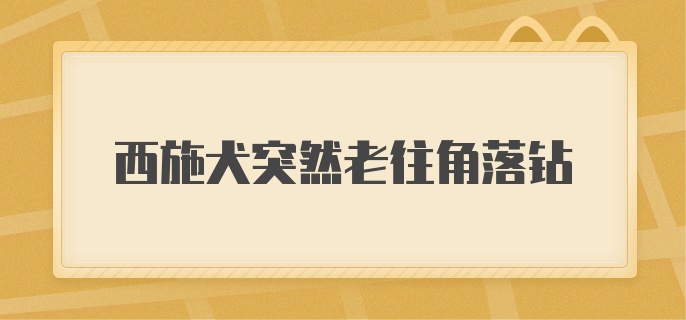 西施犬突然老往角落钻