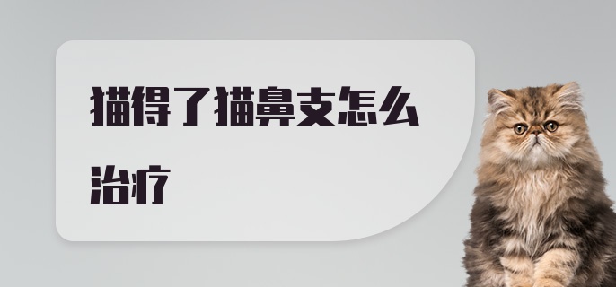 猫得了猫鼻支怎么治疗