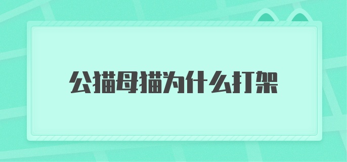 公猫母猫为什么打架