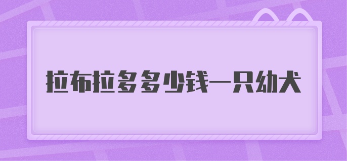 拉布拉多多少钱一只幼犬