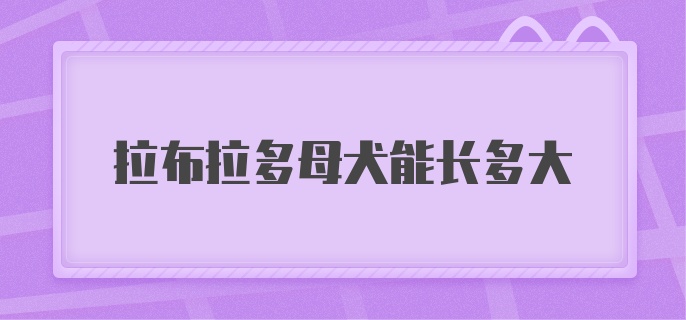 拉布拉多母犬能长多大