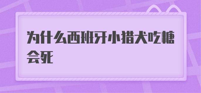 为什么西班牙小猎犬吃糖会死