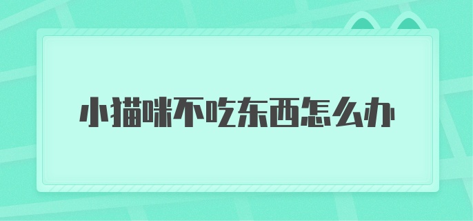 小猫咪不吃东西怎么办