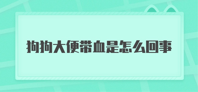 狗狗大便带血是怎么回事?