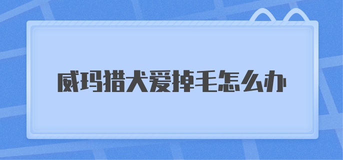 威玛猎犬爱掉毛怎么办