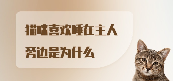 猫咪喜欢睡在主人旁边是为什么