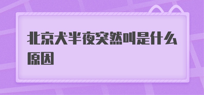 北京犬半夜突然叫是什么原因