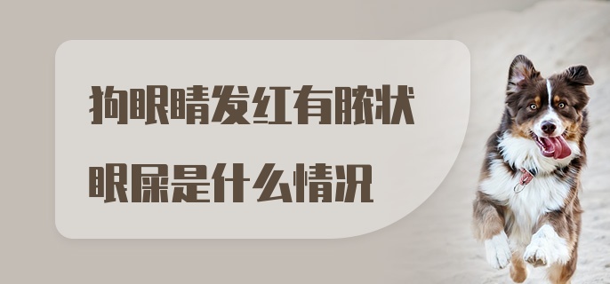 狗眼睛发红有脓状眼屎是什么情况