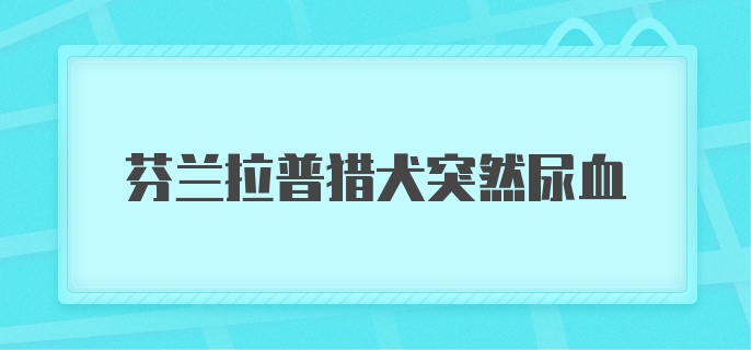 芬兰拉普猎犬突然尿血