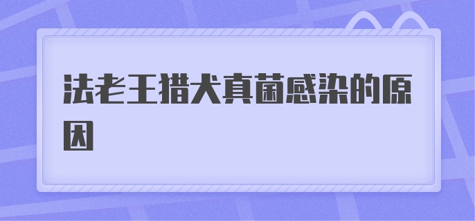 法老王猎犬真菌感染的原因