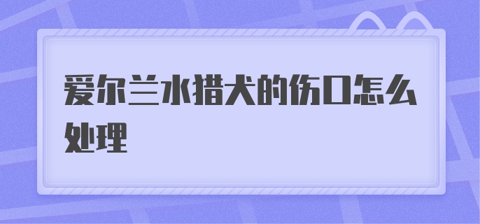 爱尔兰水猎犬的伤口怎么处理