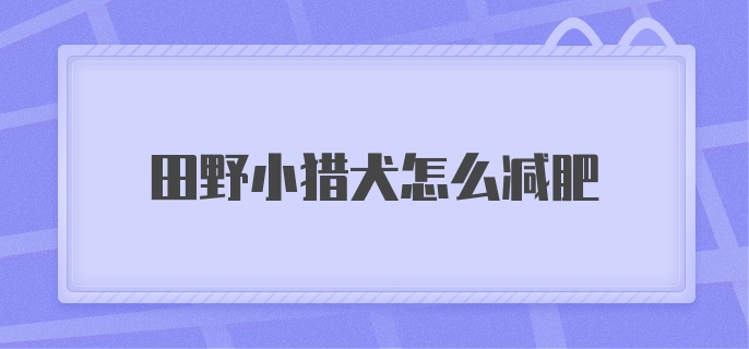 田野小猎犬怎么减肥