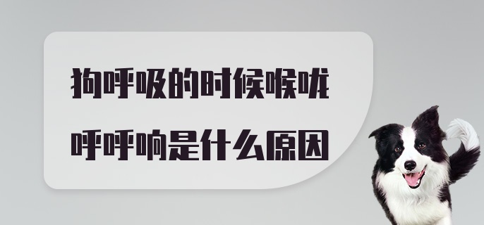 狗呼吸的时候喉咙呼呼响是什么原因