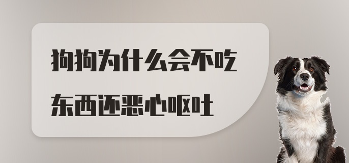 狗狗为什么会不吃东西还恶心呕吐