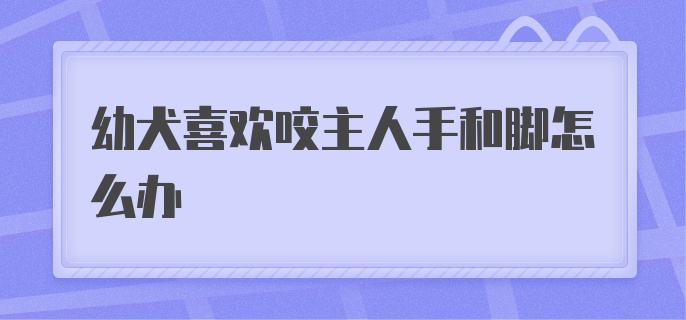 幼犬喜欢咬主人手和脚怎么办