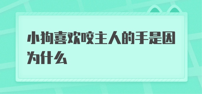 小狗喜欢咬主人的手是因为什么