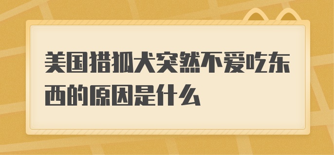 美国猎狐犬突然不爱吃东西的原因是什么