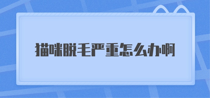 猫咪脱毛严重怎么办啊