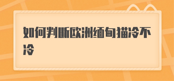 如何判断欧洲缅甸猫冷不冷