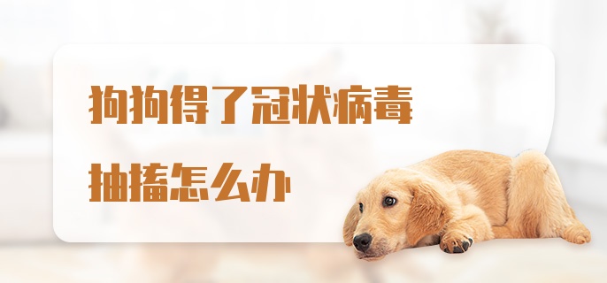 狗狗得了冠状病毒抽搐怎么办