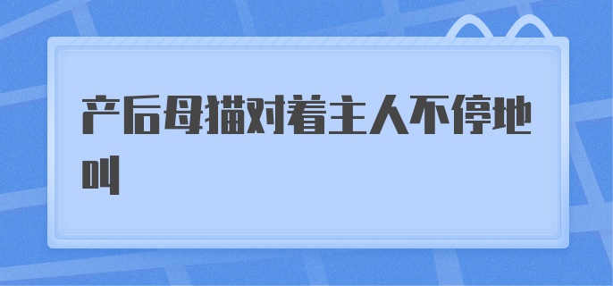 产后母猫对着主人不停地叫