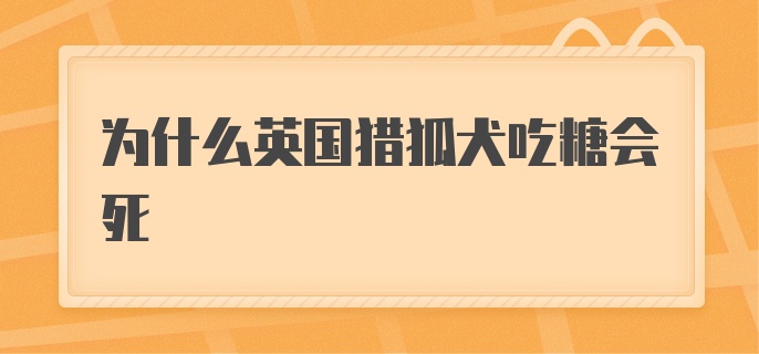 为什么英国猎狐犬吃糖会死