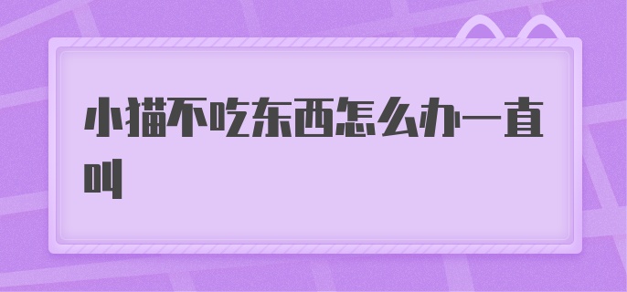 小猫不吃东西怎么办一直叫