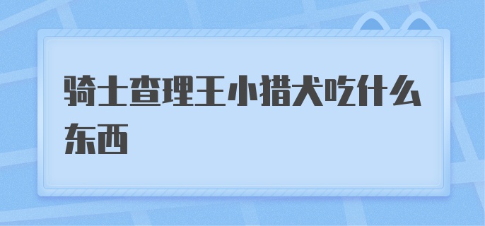 骑士查理王小猎犬吃什么东西