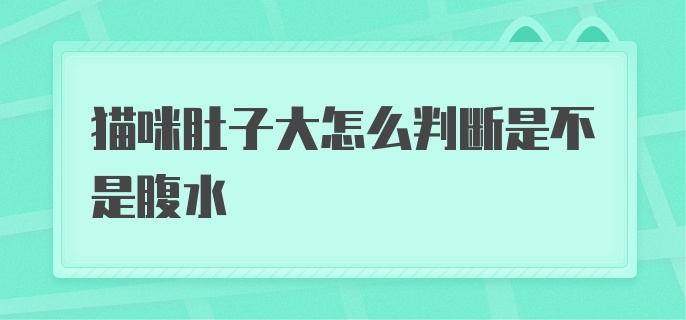 猫咪肚子大怎么判断是不是腹水