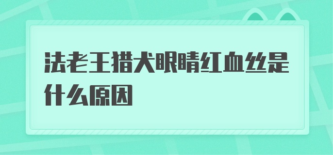 法老王猎犬眼睛红血丝是什么原因