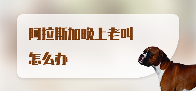 阿拉斯加晚上老叫怎么办