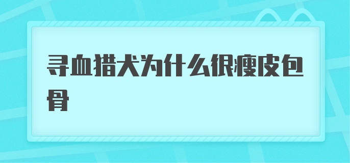 寻血猎犬为什么很瘦皮包骨