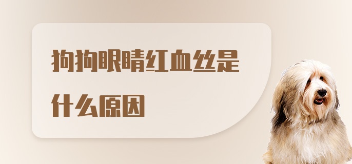 狗狗眼睛红血丝是什么原因