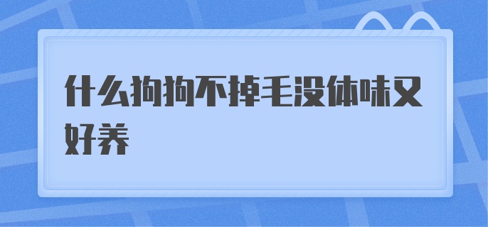 什么狗狗不掉毛没体味又好养