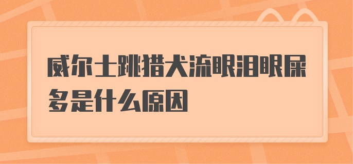 威尔士跳猎犬流眼泪眼屎多是什么原因