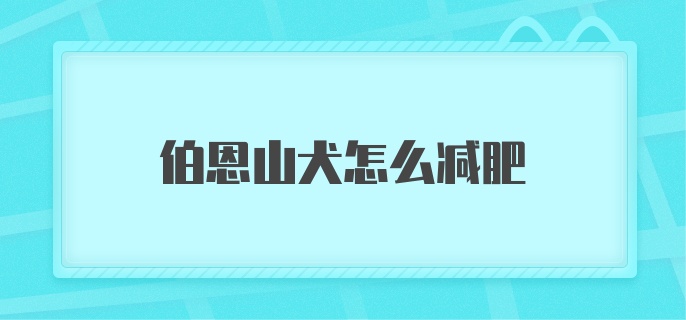 伯恩山犬怎么减肥