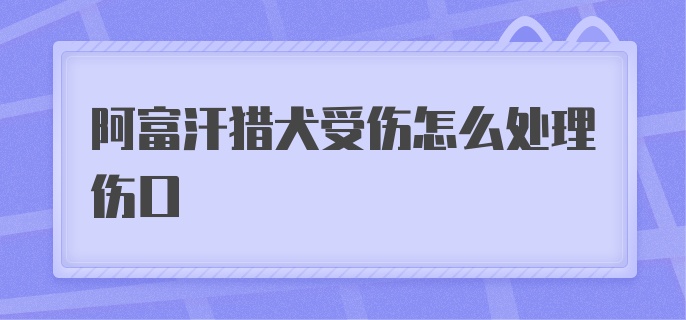 阿富汗猎犬受伤怎么处理伤口