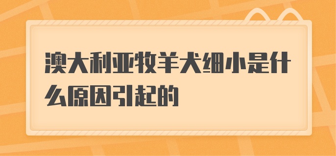 澳大利亚牧羊犬细小是什么原因引起的