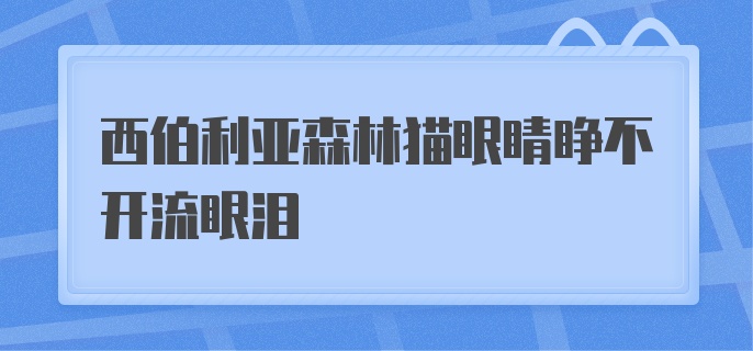 西伯利亚森林猫眼睛睁不开流眼泪