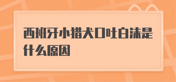 西班牙小猎犬口吐白沫是什么原因