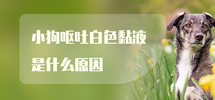 小狗呕吐白色黏液是什么原因