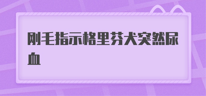 刚毛指示格里芬犬突然尿血