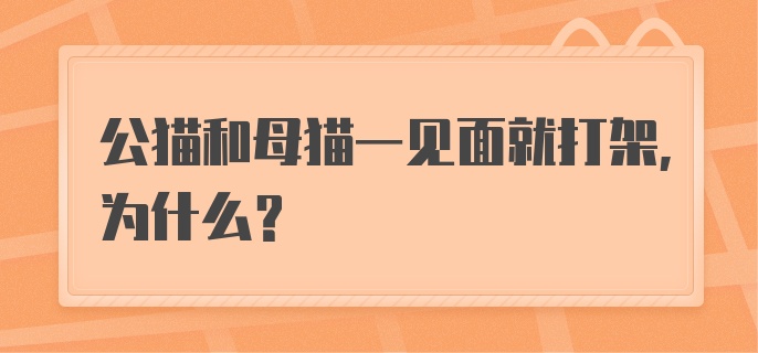 公猫和母猫一见面就打架,为什么?