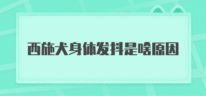 西施犬身体发抖是啥原因