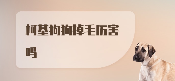 柯基狗狗掉毛厉害吗