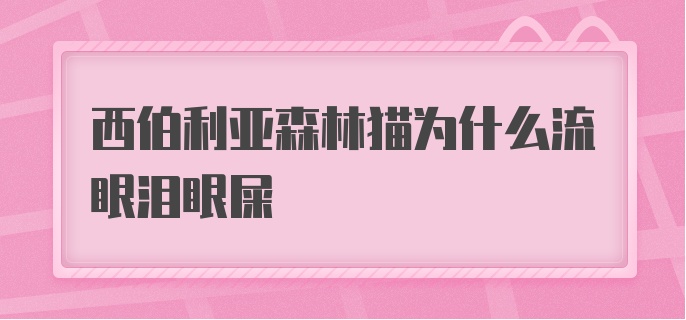 西伯利亚森林猫为什么流眼泪眼屎