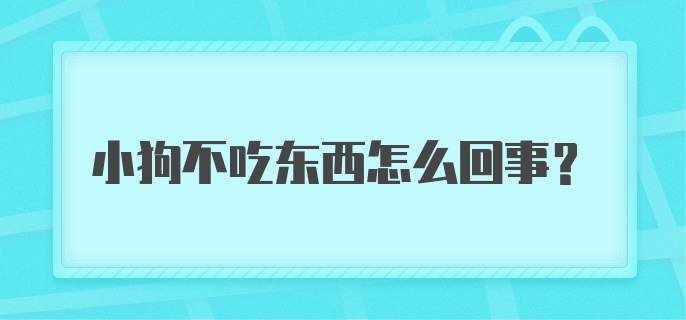 小狗不吃东西怎么回事?